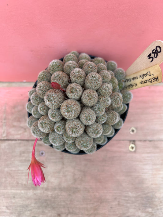 Rebutia hybrid 'Dark Maiden' (380)