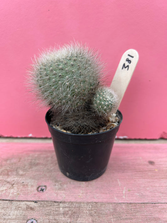 Rebutia senilis lilacino-rosea (381)