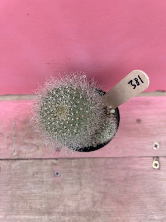 Rebutia senilis lilacino-rosea (381)