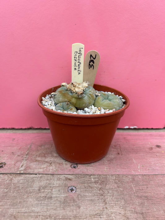 Lophophora diffusa (382)