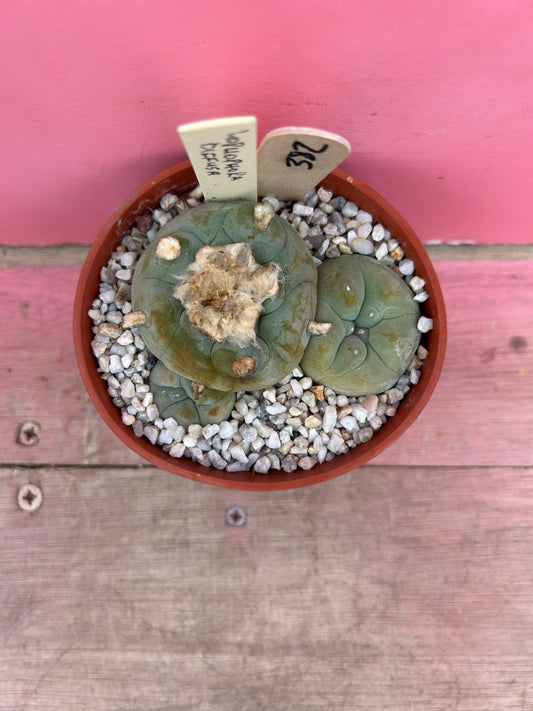 Lophophora diffusa (382)