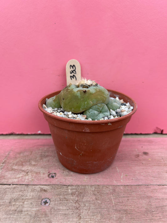 Lophophora diffusa (383)