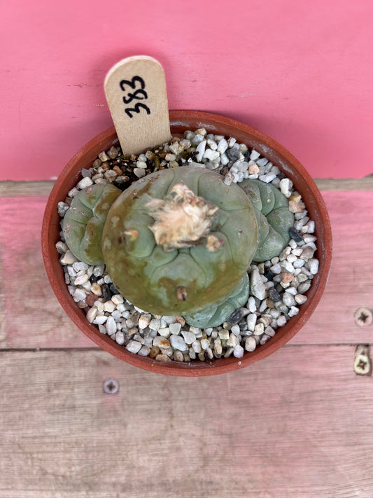 Lophophora diffusa (383)