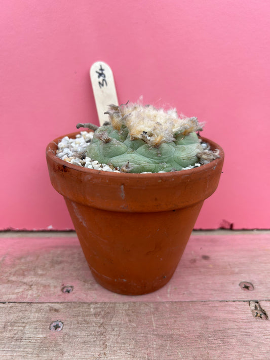 Lophophora diffusa (384)