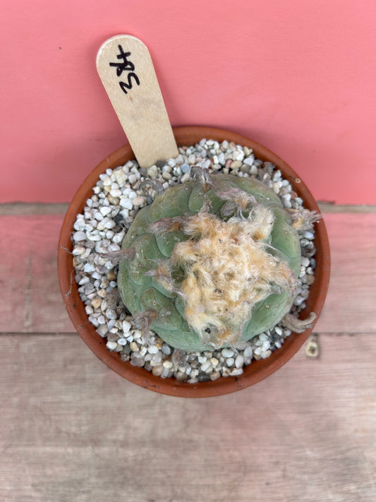 Lophophora diffusa (384)
