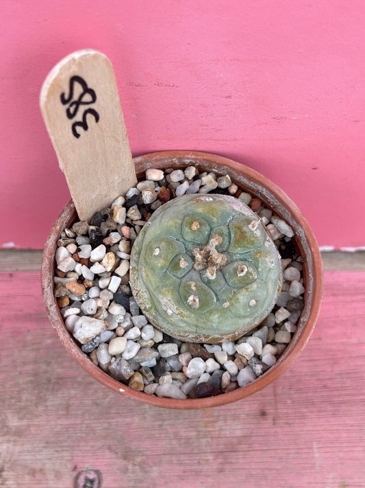Lophophora diffusa (385)