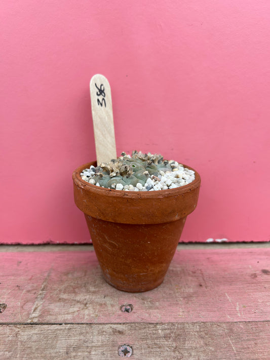 Lophophora williamsii (386)