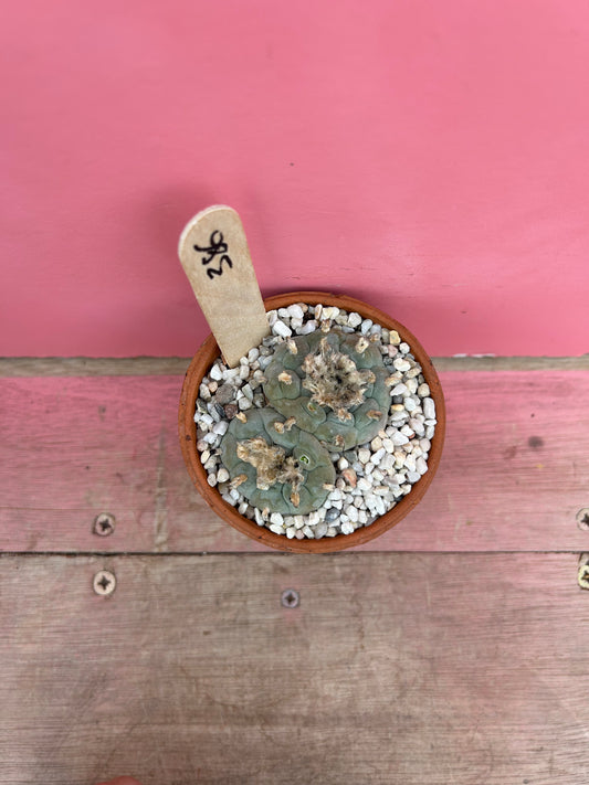 Lophophora williamsii (386)