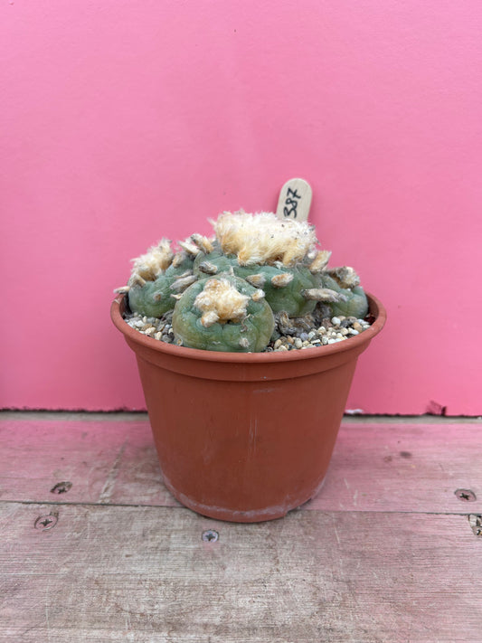 Lophophora williamsii v. diffusa (387)