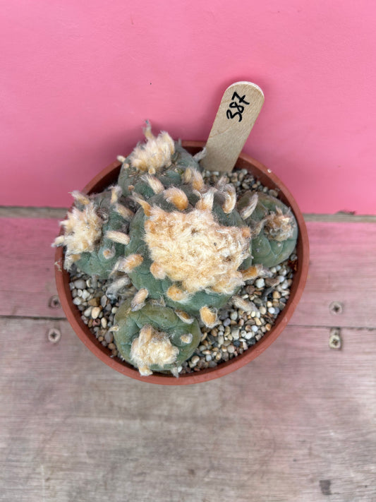 Lophophora williamsii v. diffusa (387)