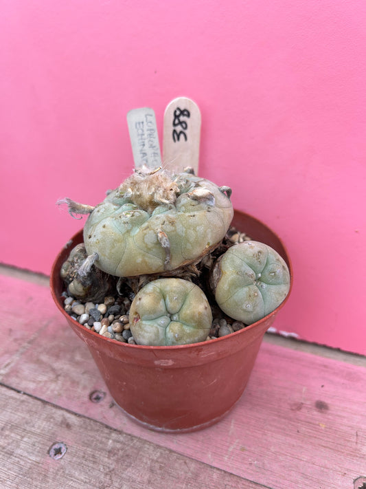 Lophophora echinata (388)