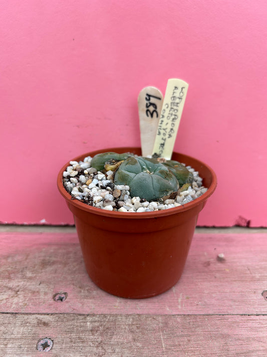 Lophophora alberto-yottec coahuila (389)