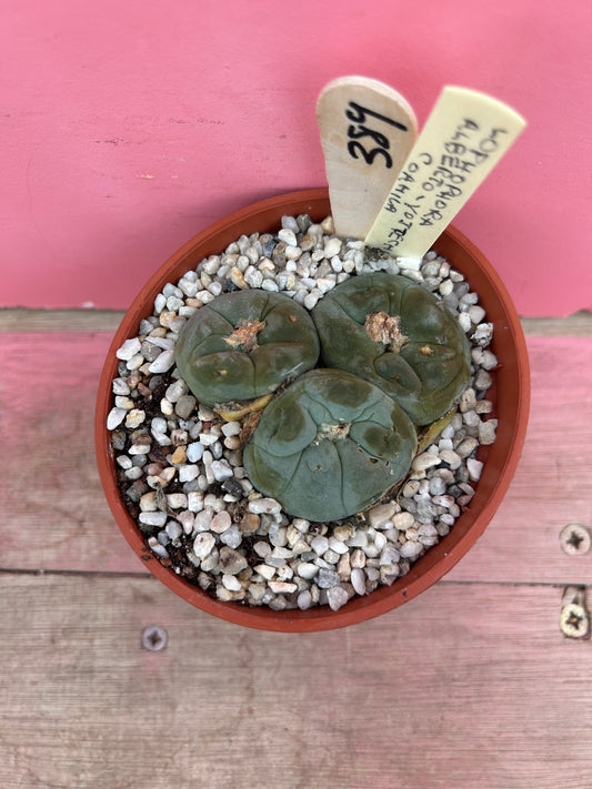 Lophophora alberto-yottec coahuila (389)