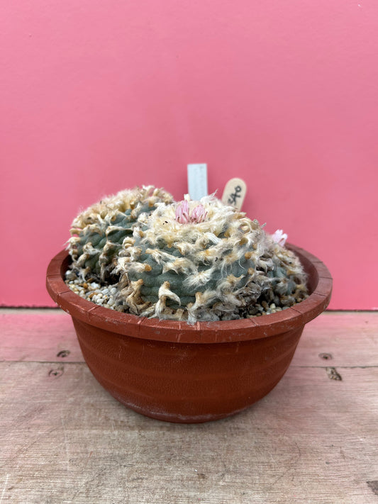 Lophophora williamsii (390)