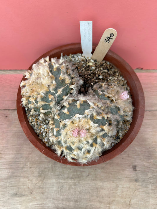 Lophophora williamsii (390)