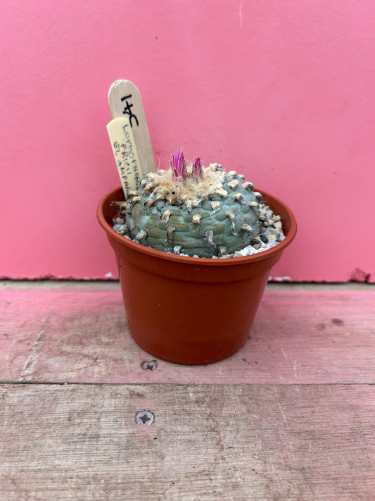 Lophophora fricii el amparo (391)