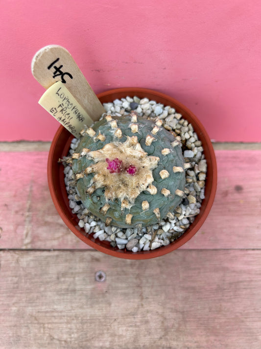 Lophophora fricii el amparo (391)