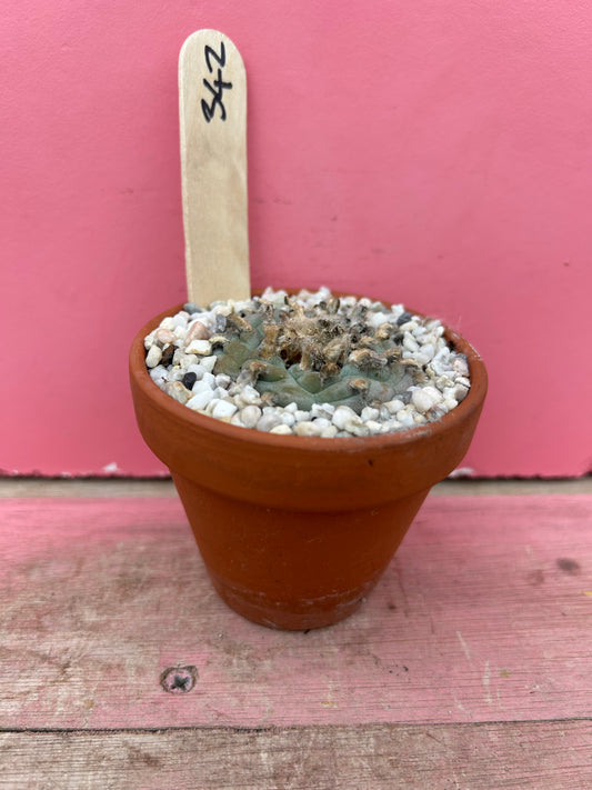 Lophophora fricii el amparo (392)