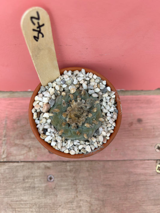 Lophophora fricii el amparo (392)