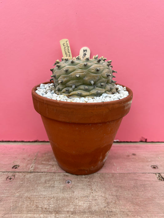 Lophophora williamsii (393)
