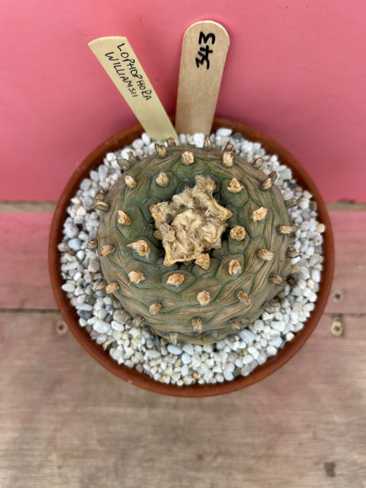 Lophophora williamsii (393)