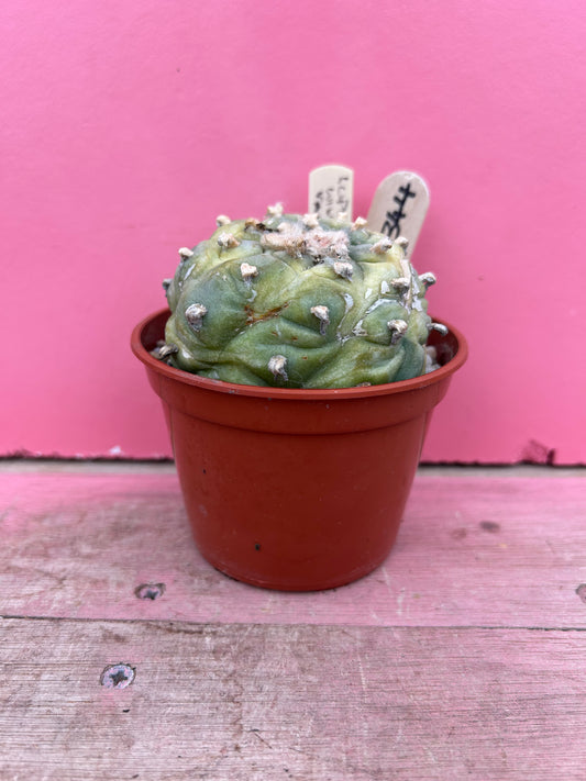 Lophophora williamsii variegated (394)