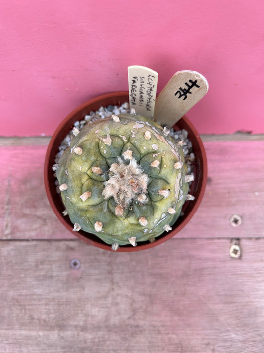 Lophophora williamsii variegated (394)