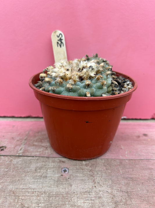Lophophora williamsii (395)