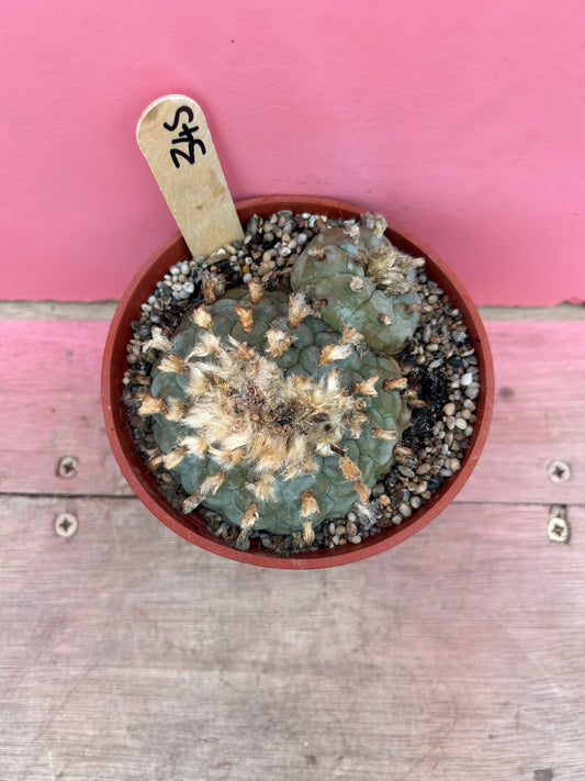 Lophophora williamsii (395)