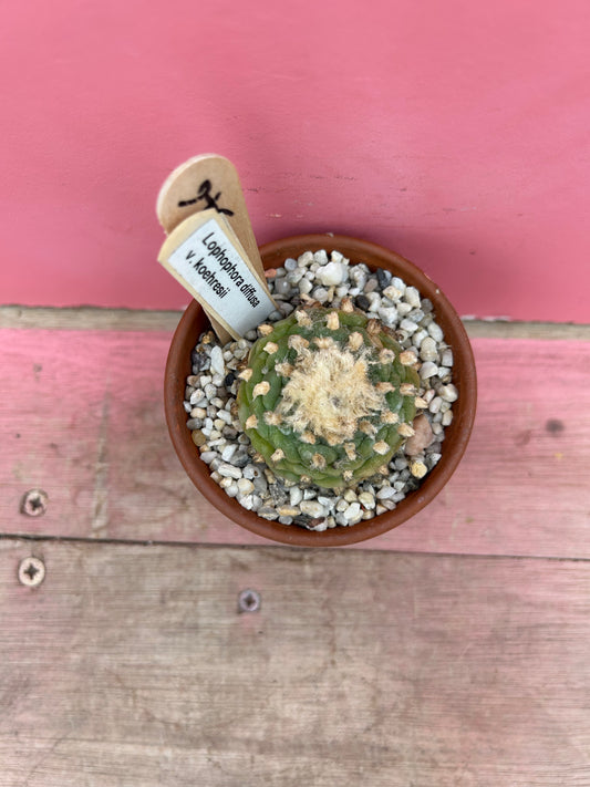 Lophophora diffusa v. koehresii (396)