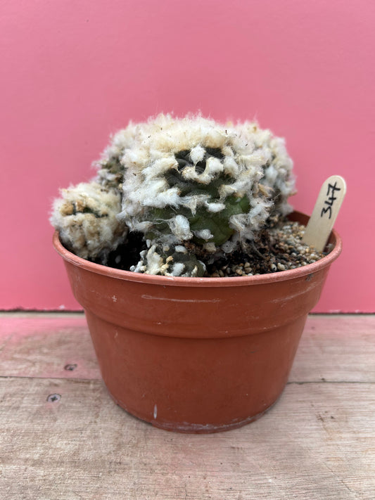 Lophophora species (397)