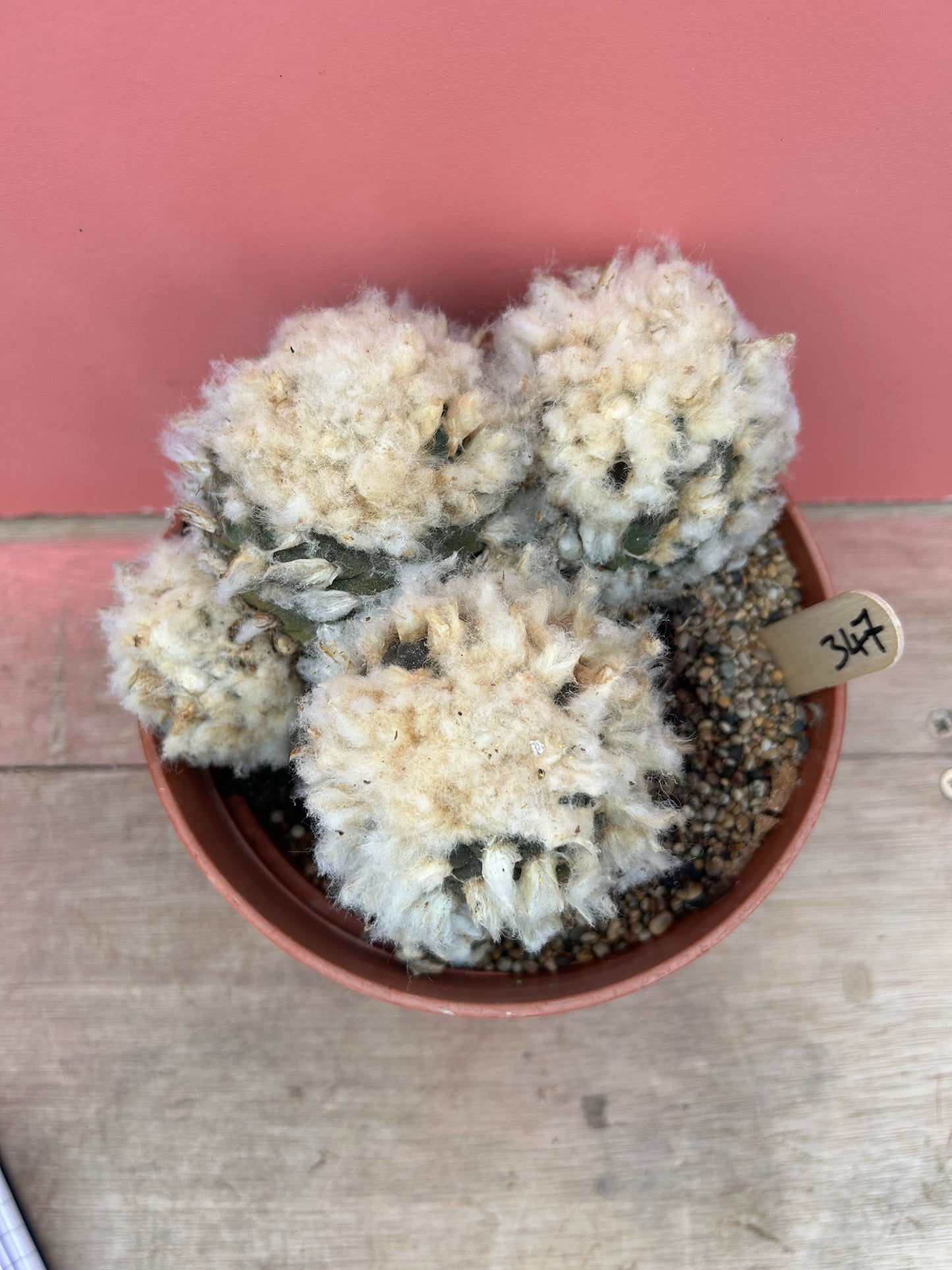 Lophophora species (397)