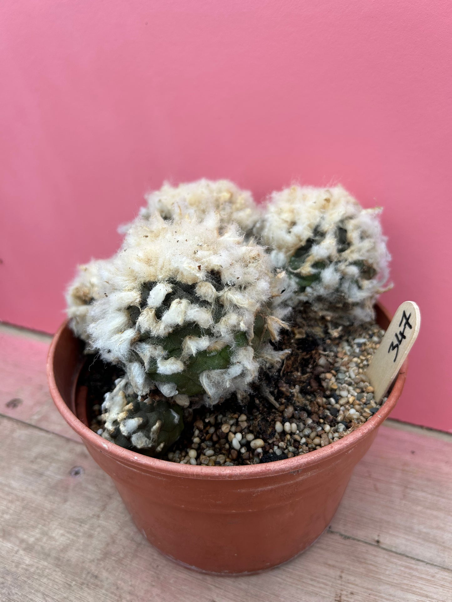 Lophophora species (397)