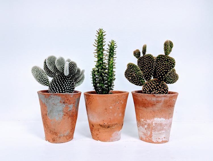 Houseplants, accessories, rare cacti & succulents. – Mint Plants