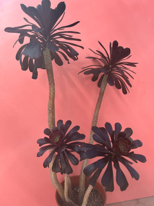 Aeonium zwartkop (399)