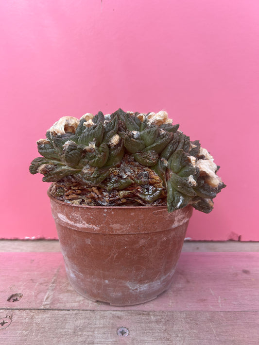Ariocarpus fissuratus (403)
