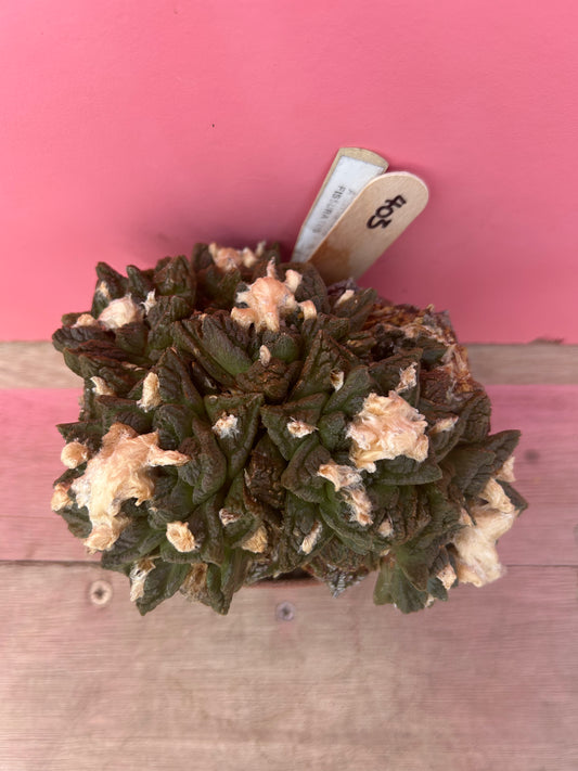 Ariocarpus fissuratus (403)