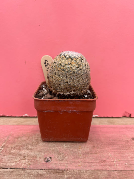Mammillaria herrerae (435)