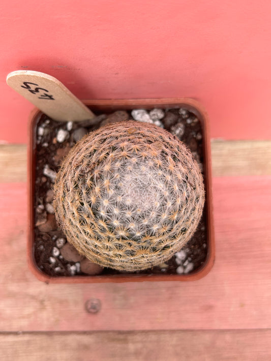 Mammillaria herrerae (435)