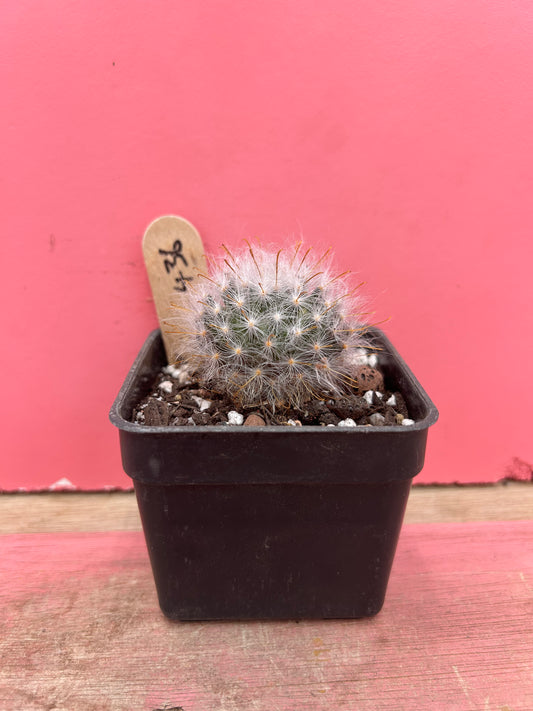 Mammillaria species (436)