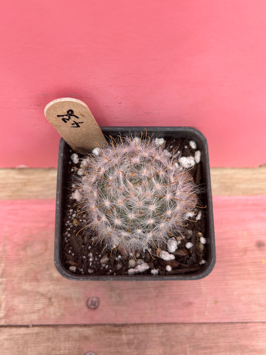 Mammillaria species (436)