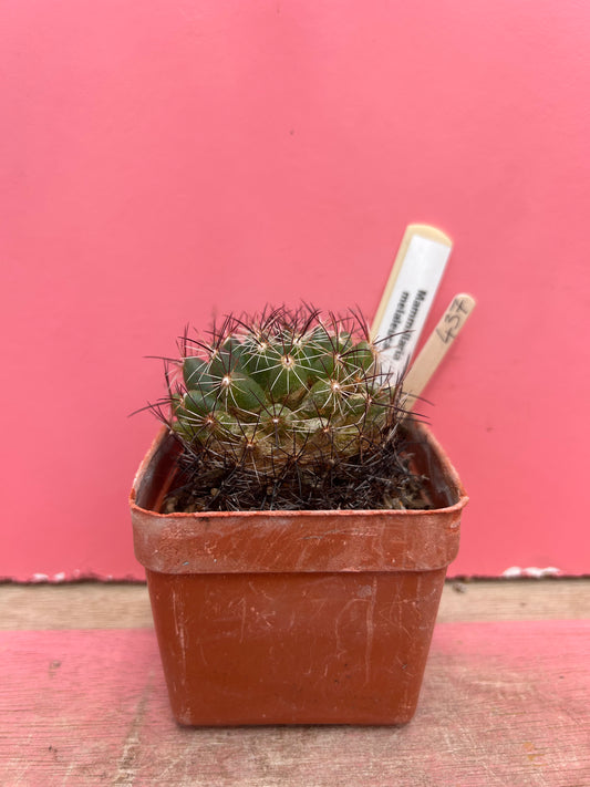 Mammilaria melaleuca (437)