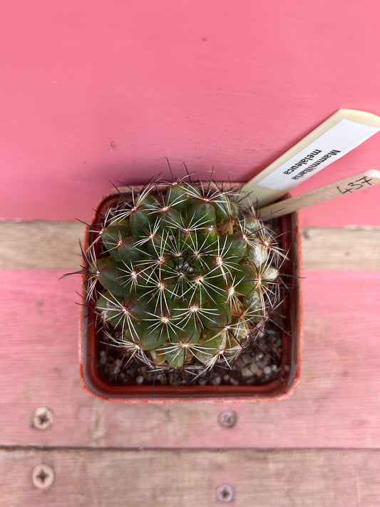 Mammilaria melaleuca (437)