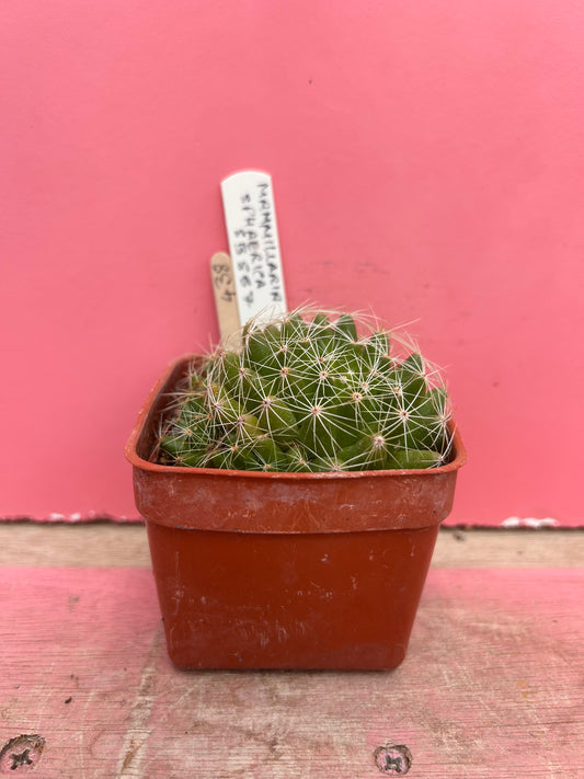 Mammilaria sphaerica (438)
