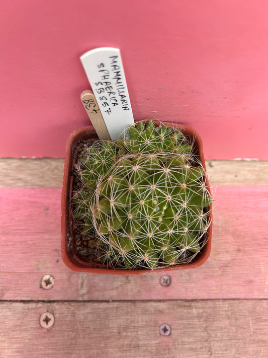 Mammilaria sphaerica (438)