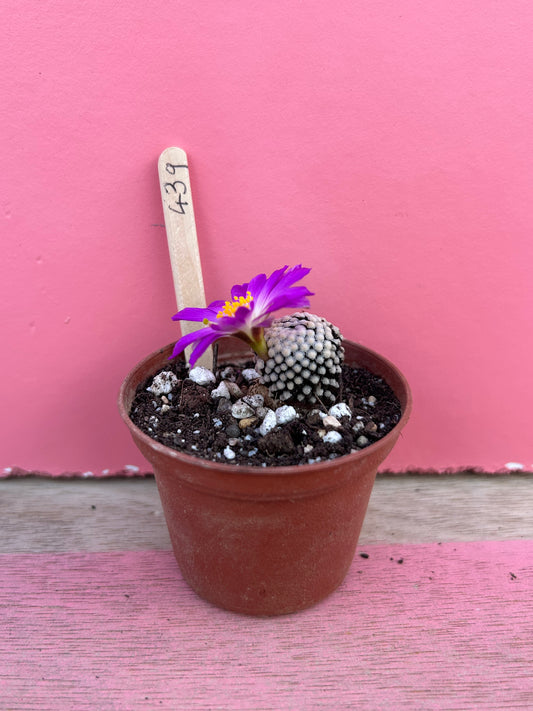 Mammillaria species (439)