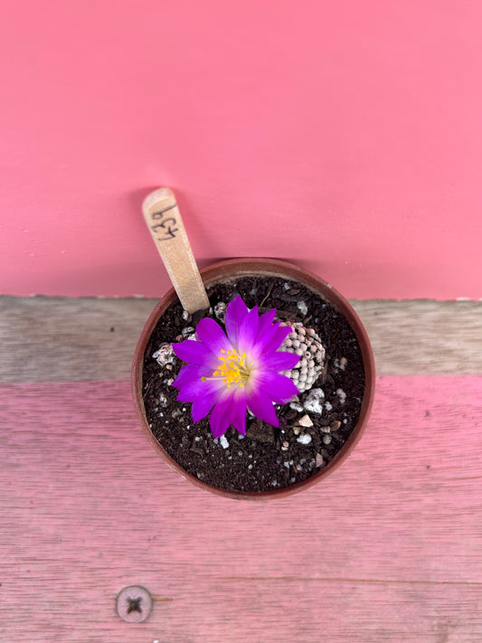 Mammillaria species (439)