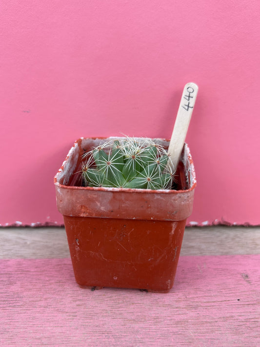 Mammillaria sphaerica (440)