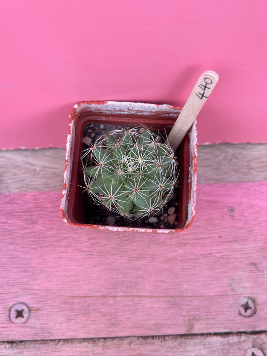 Mammillaria sphaerica (440)