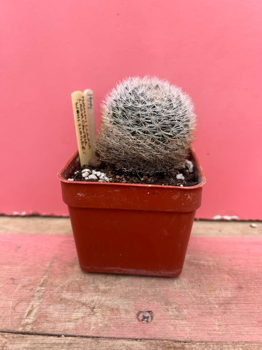 Mammillaria lasiacantha wolslageri (441)